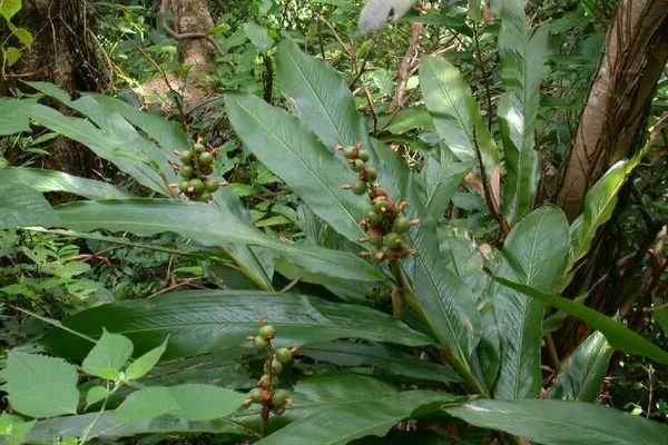 cardamome