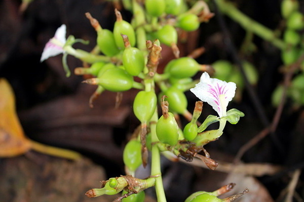 cardamome