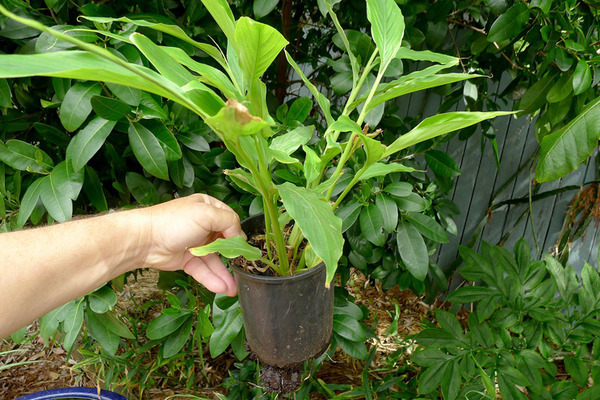 cardamome