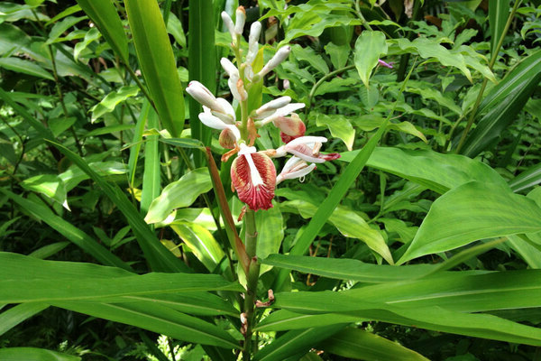 cardamome