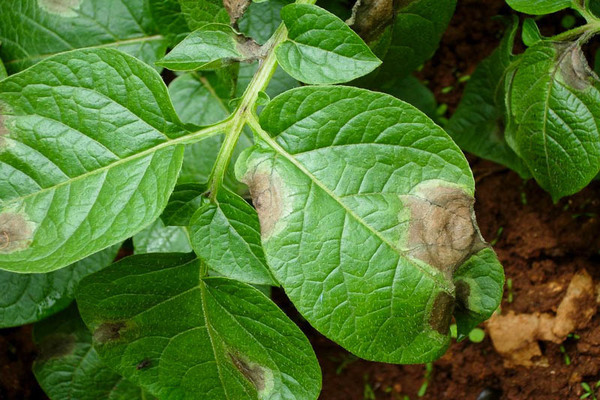 late blight of potatoes