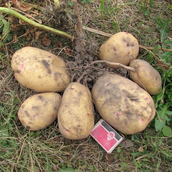 géant de la pomme de terre