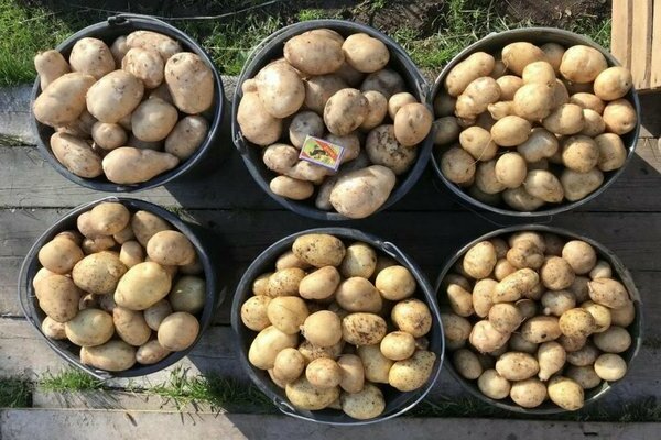 Assistant de variétés de pommes de terre