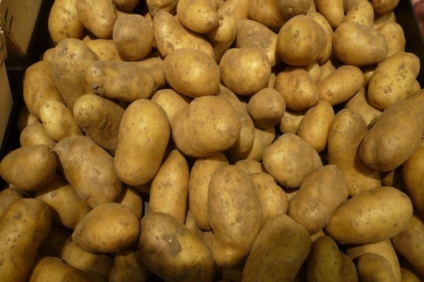 Impala potatoes: a description of the advantages and disadvantages