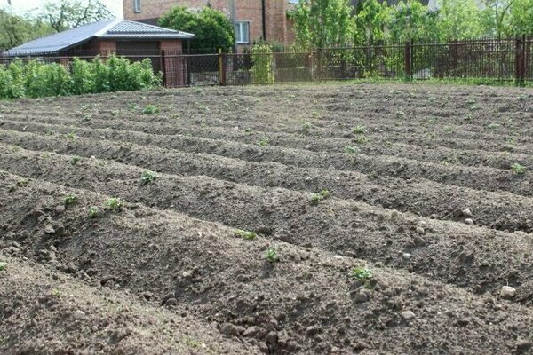 Impala potatoes: photo, description of hilling