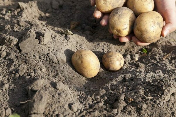 Mga patatas ng Karatop: paglalarawan, larawan ng pag-aani, mga panuntunan sa pag-iimbak