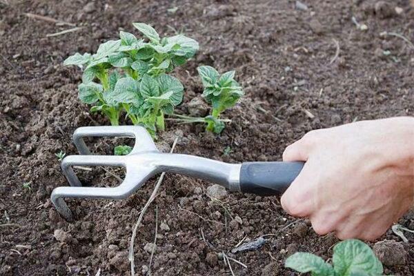 Paglalarawan ng iba't ibang Kiwi patatas, mga tampok sa pangangalaga