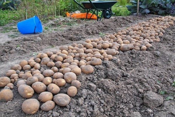 Kiwi-Kartoffeln: Foto, Beschreibung der Ernte, Lagerung