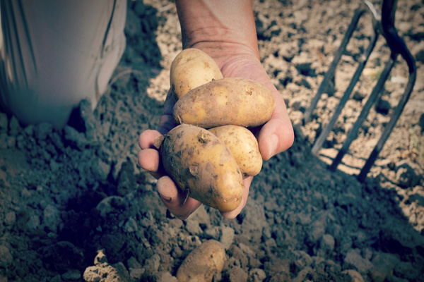 How to clean and store Nevsky potatoes: description, photo