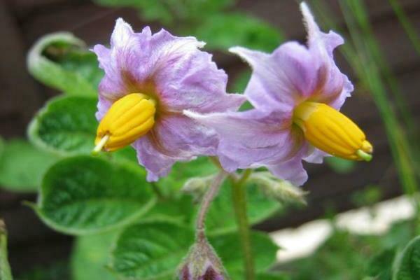 Rocco potatoes: flowering