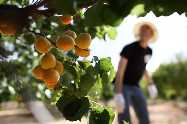  royal apricot planting and care