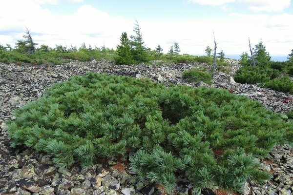 Dwarf cedar