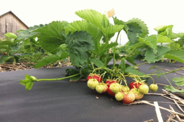 Paano itanim ang Kimberly strawberry variety