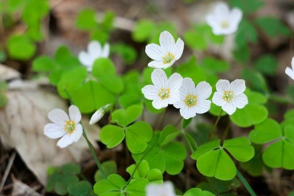 Oxalis-Blume