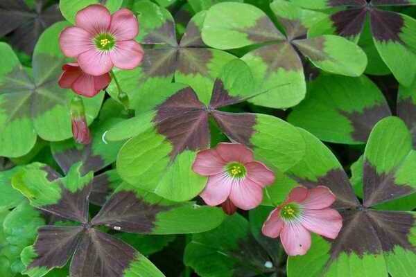 oxalis triangular