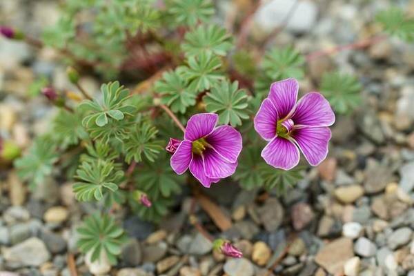 Oxalis-Foto