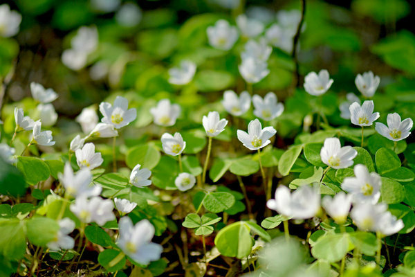 Ordinaryong oxalis