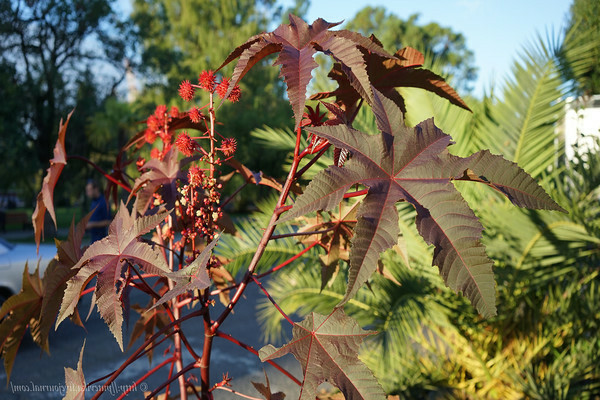 castor oil plant