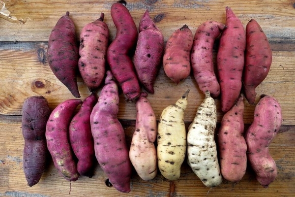 sweet potato varieties