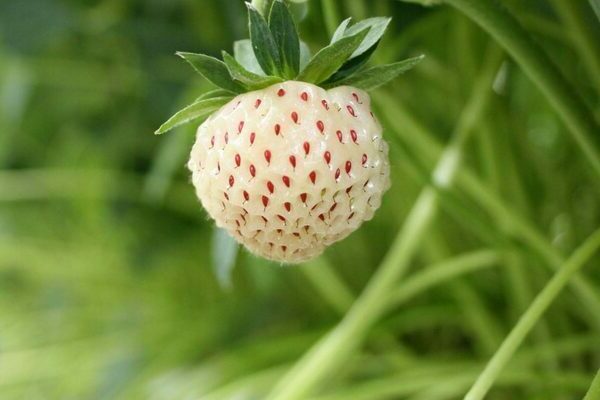 Puting pagkakaiba-iba ng strawberry