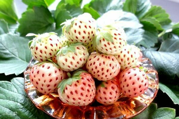 White strawberry