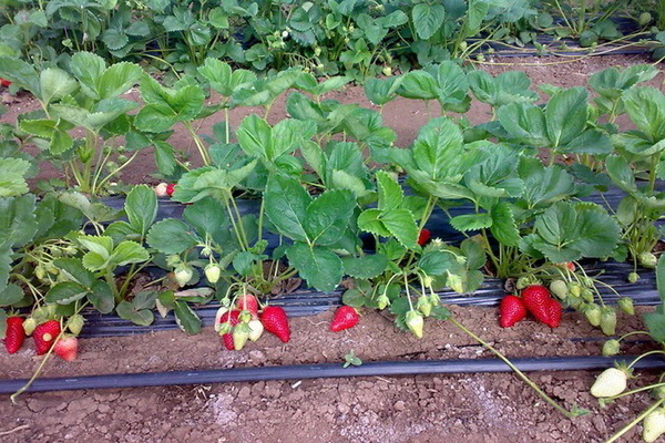 strawberry alba