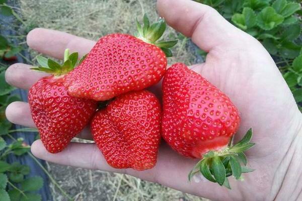 strawberry alba