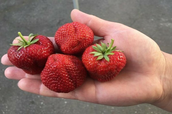 Festival strawberry: paglalarawan ng mga katangian ng botanical, mga tampok na katangian