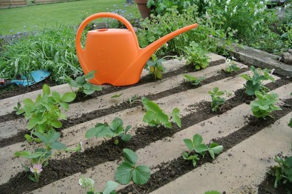 Festivalnaya strawberry: variety description, growing rules