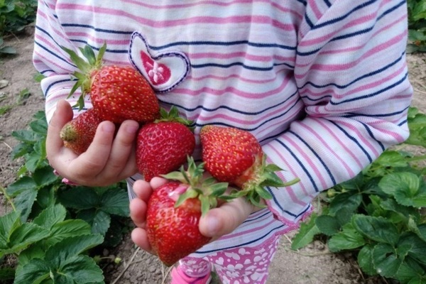 Strawberry Festivalnaya: larawan