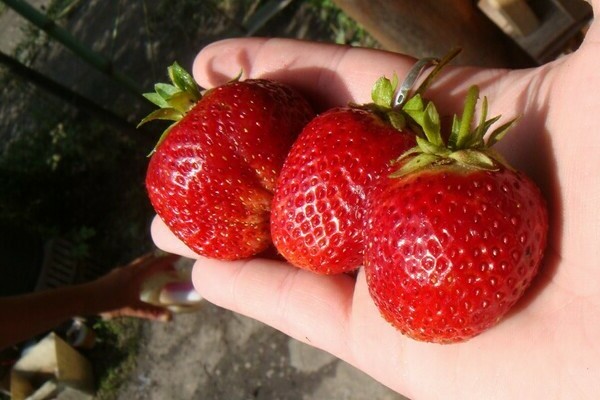 Strawberry Gigantella