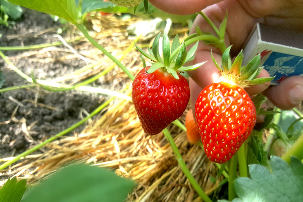 Paglalarawan ng pagkakaiba-iba ng clery strawberry, mga pag-aari