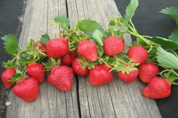 Paglalarawan ng clery strawberry ng mga katangian ng pagkakaiba-iba