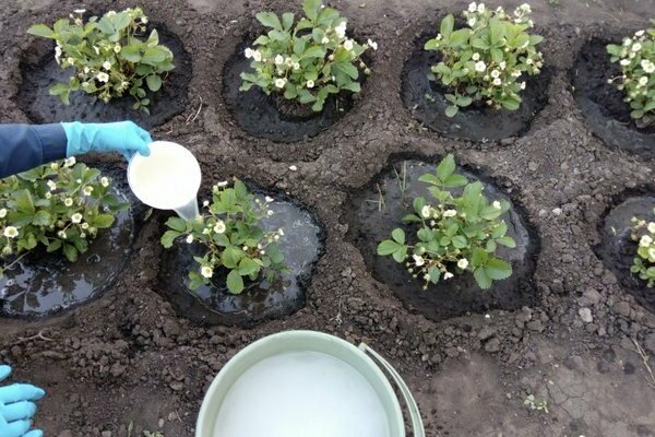 Clery Erdbeeren: Beschreibung der Sorte, welche Düngemittel müssen ausgebracht werden