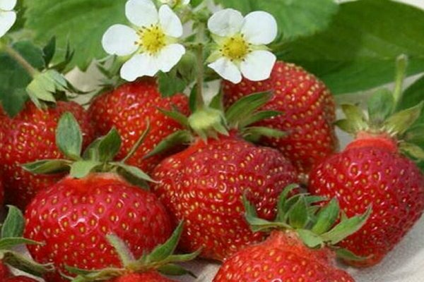 korona ng strawberry