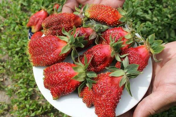 strawberry merchant