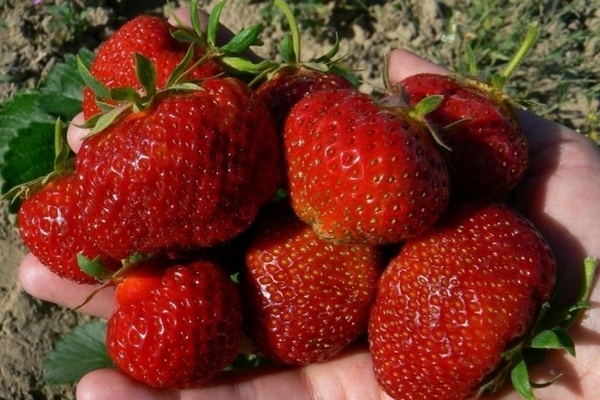 Strawberry Polka: Beschreibung, allgemeine Eigenschaften