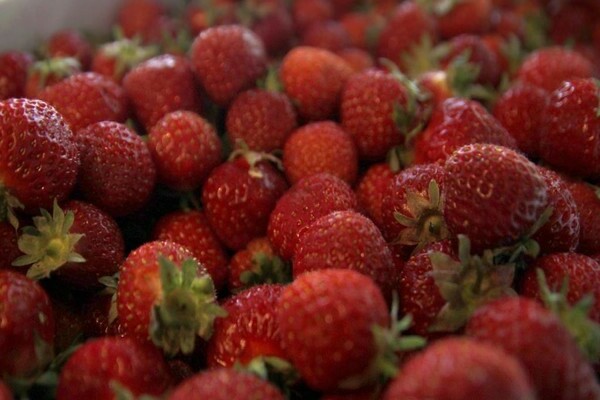 Strawberry Polka: Sortenbeschreibung, Vor- und Nachteile