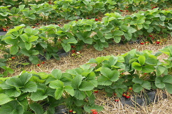 Strawberry variety Polka: mga patakaran sa agrikultura