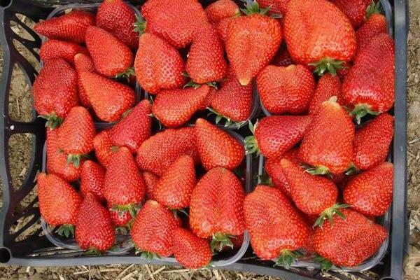 Strawberry Syria: variety description