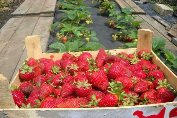 Strawberry Syria: Beschreibung, Merkmale der Sorte