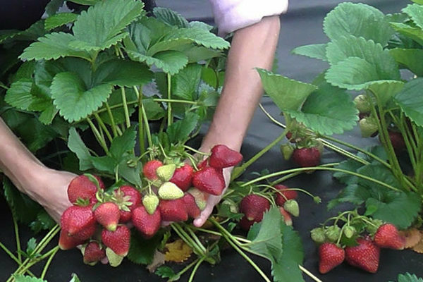 Paano mapalago ang isang iba't ibang strawberry Syria, kung paano mag-alaga