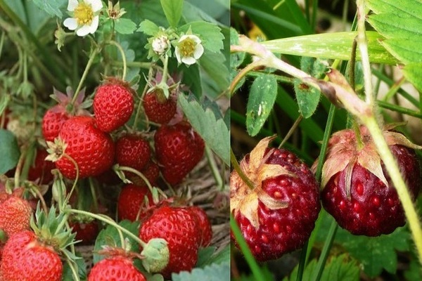 Strawberry Victoria: eine Beschreibung der Geschichte