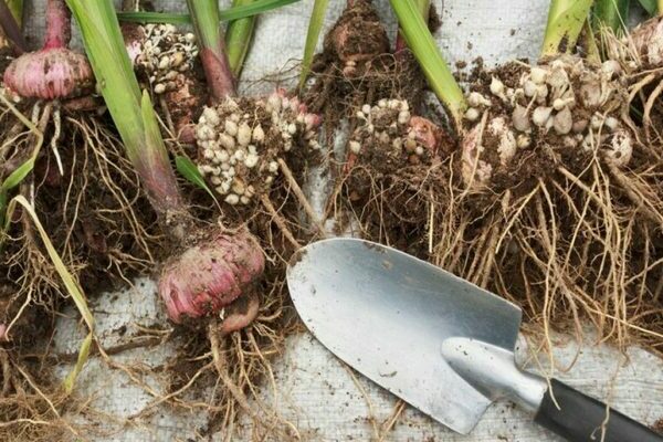 Kailan maghukay ng gladioli, kung paano maayos