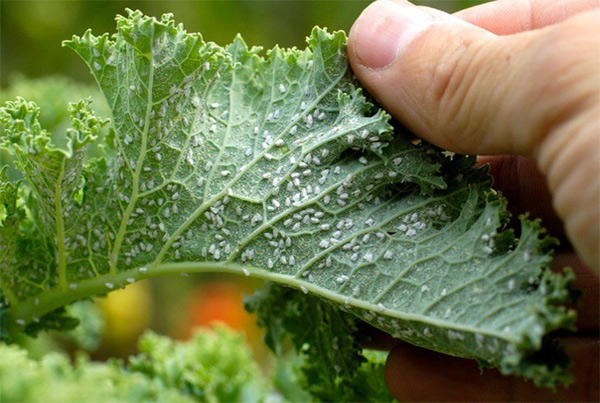 coca cola aphids