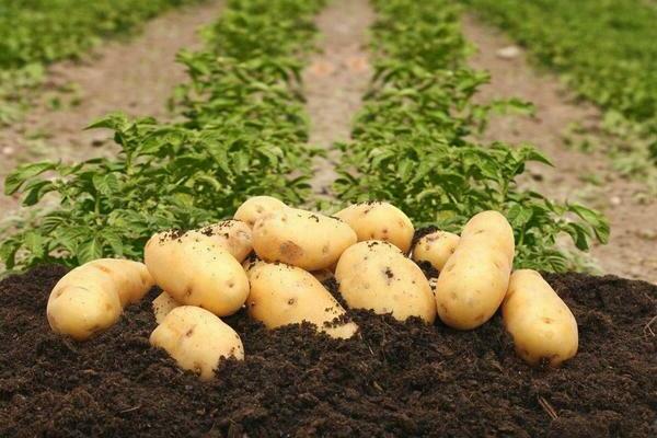 Colette potatoes variety description, main characteristics