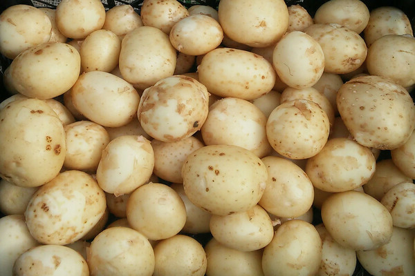 Colette potatoes description of advantages and disadvantages