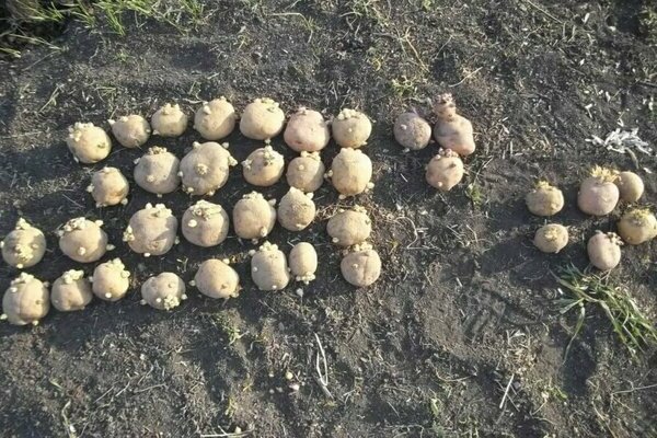 Colette potatoes variety description photo preparation for planting