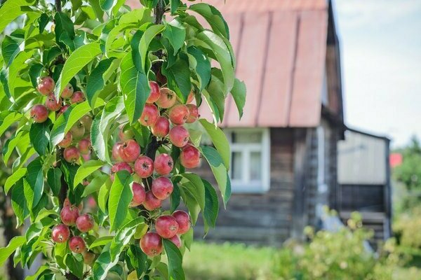 columnar apple tree