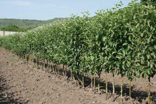 columnar apple tree